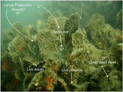 Modeling Oyster Reef Restoration: Larval Supply and Reef Geometry Jointly Determine Population Resilience and Performance